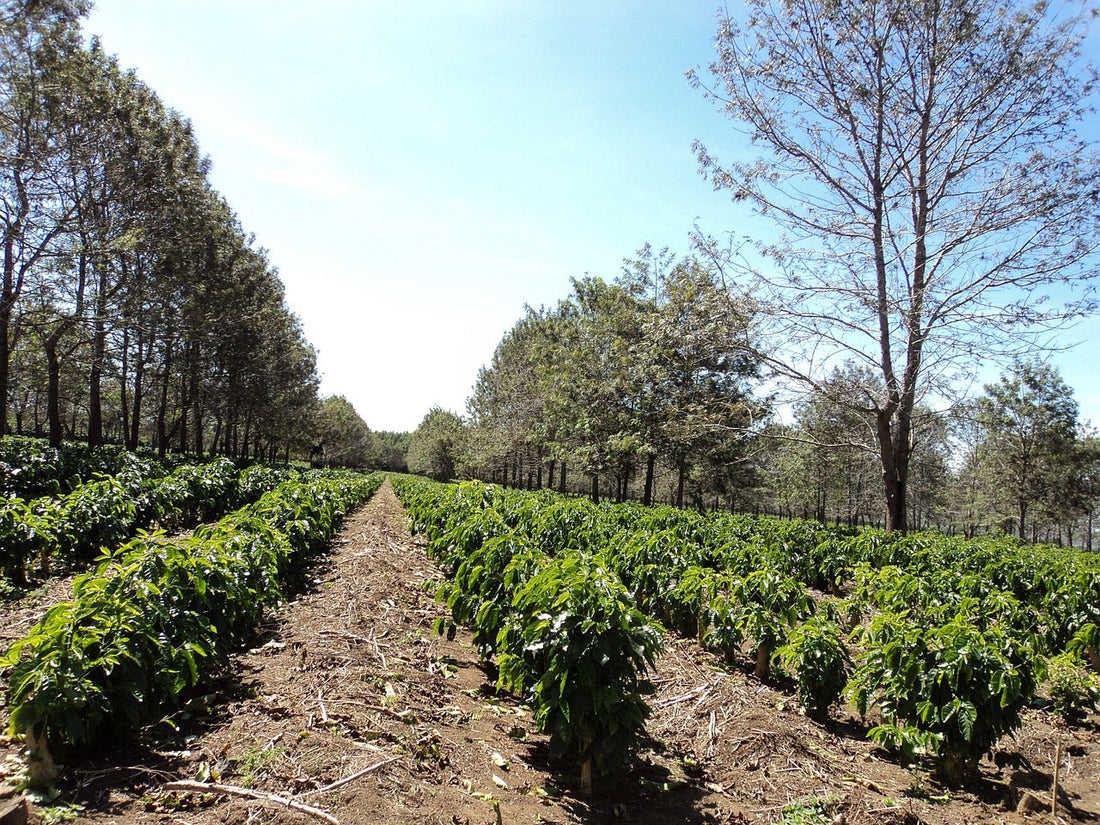 Sustainable Coffee Farming: The Future? The Crafted Cafe